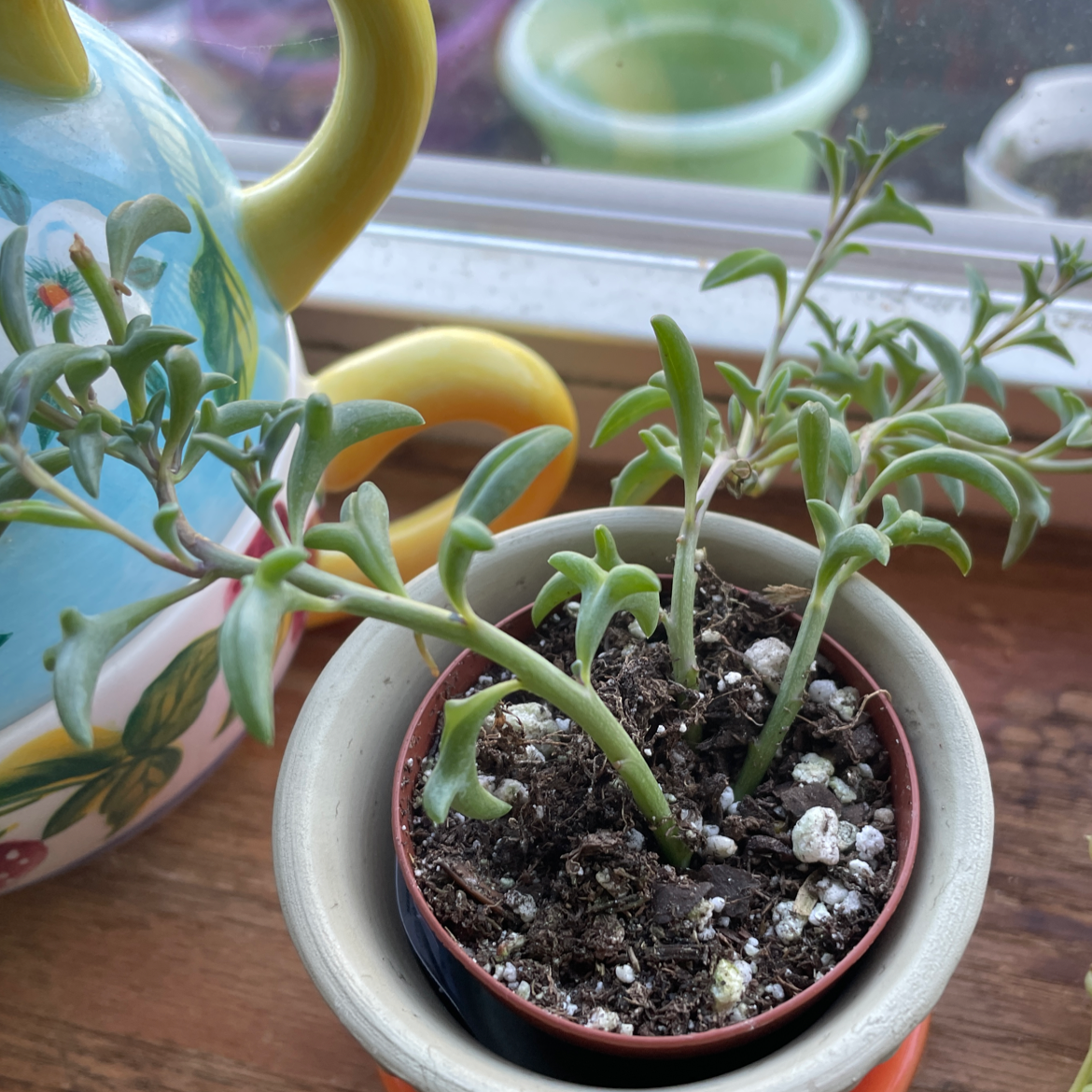 Potted String of Dolphins plant near a window with visible soil.