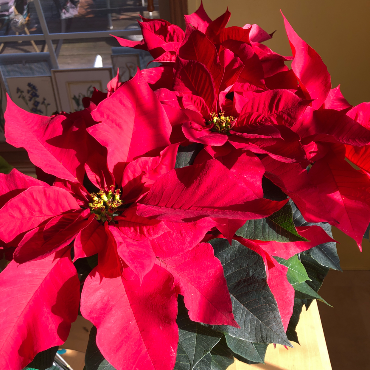 Healthy Poinsettia plant with vibrant red bracts and dark green leaves.