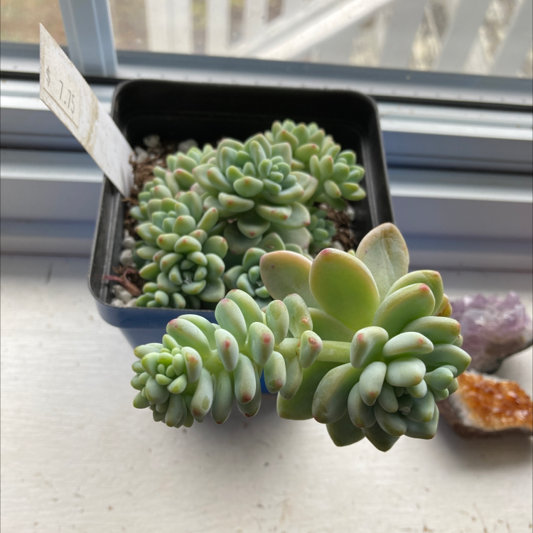 Photo of the plant species Sedum clavatum by Allison named Your plant on Greg, the plant care app