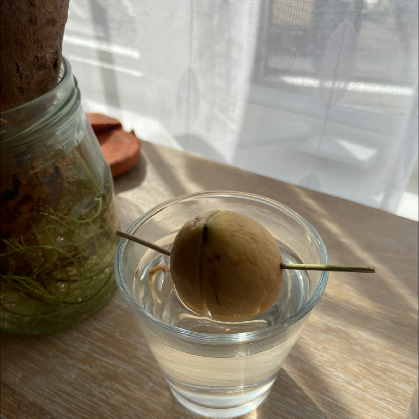 Avocado plant photo by @katy345fed named tom and jerry on Greg, the plant care app.
