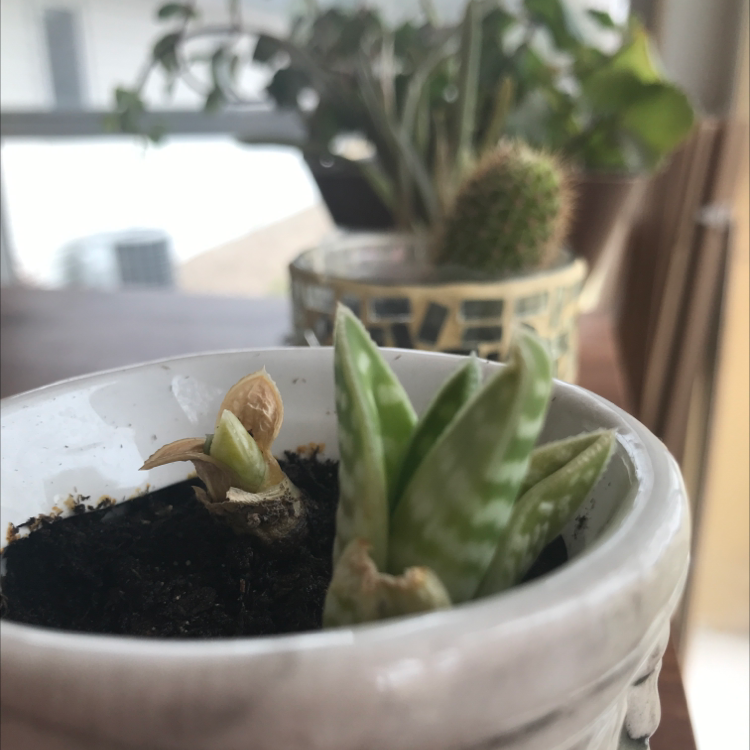 Snake Plant plant photo by @dyckju named snakey boi on Greg, the plant care app.
