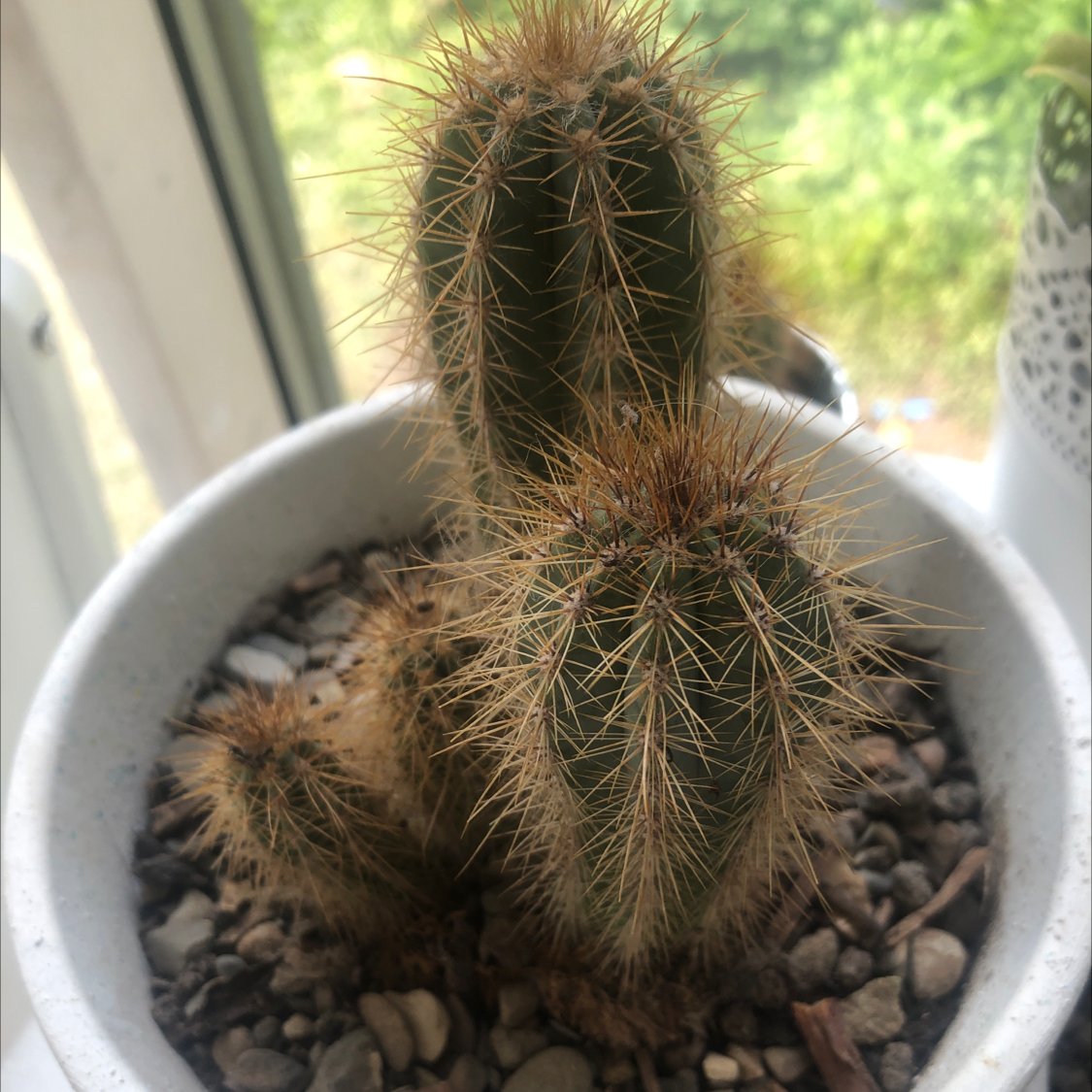 Correll's Hedgehog Cactus in a pot with visible soil, appears healthy.