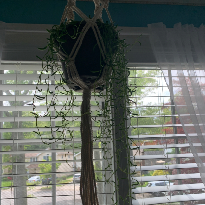 String of Bananas plant photo by @olivia20 named Carl on Greg, the plant care app.