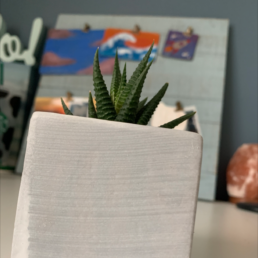 Fairy Washboard plant photo by @olivia20 named Kant on Greg, the plant care app.