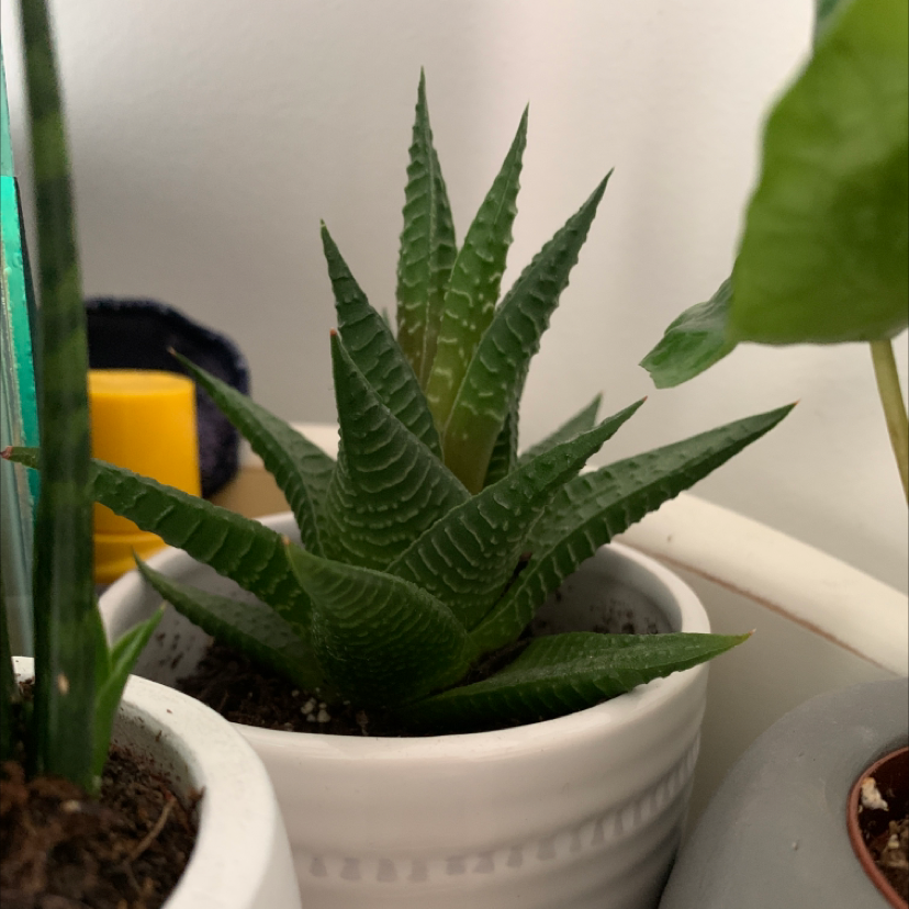 Zebra Plant plant photo by @olivia20 named Martie on Greg, the plant care app.