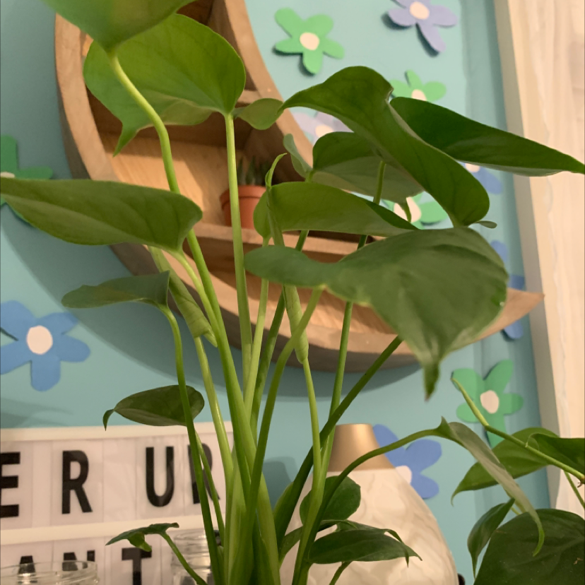 Monstera plant photo by @olivia20 named Emma on Greg, the plant care app.