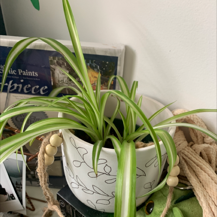 Spider Plant plant photo by @olivia20 named Aristotle on Greg, the plant care app.