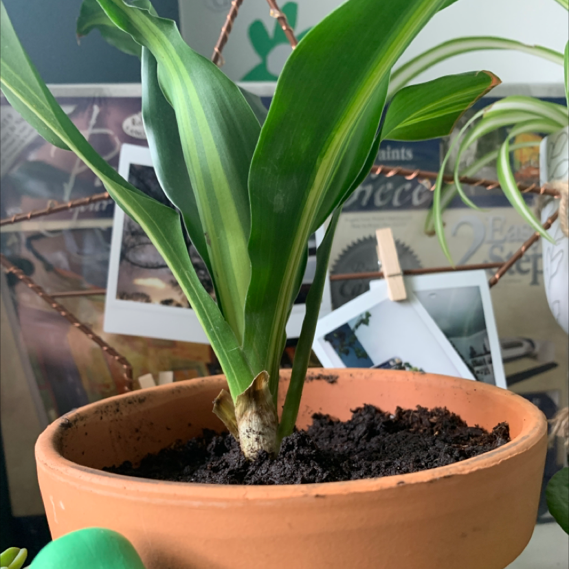 Cornstalk Dracaena plant photo by @olivia20 named Harold on Greg, the plant care app.