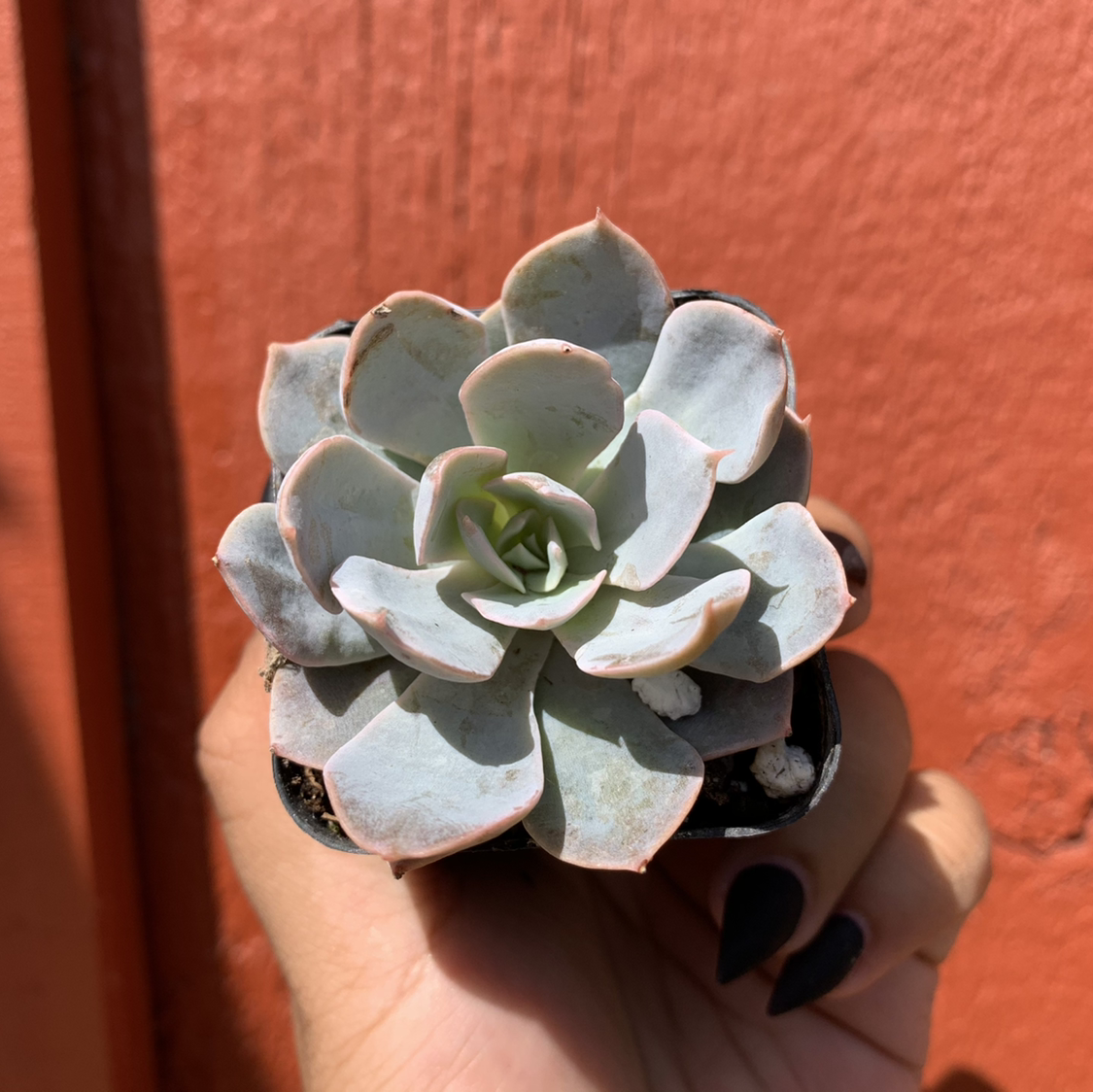 A healthy Ghost Echeveria succulent held by a hand against an orange background.