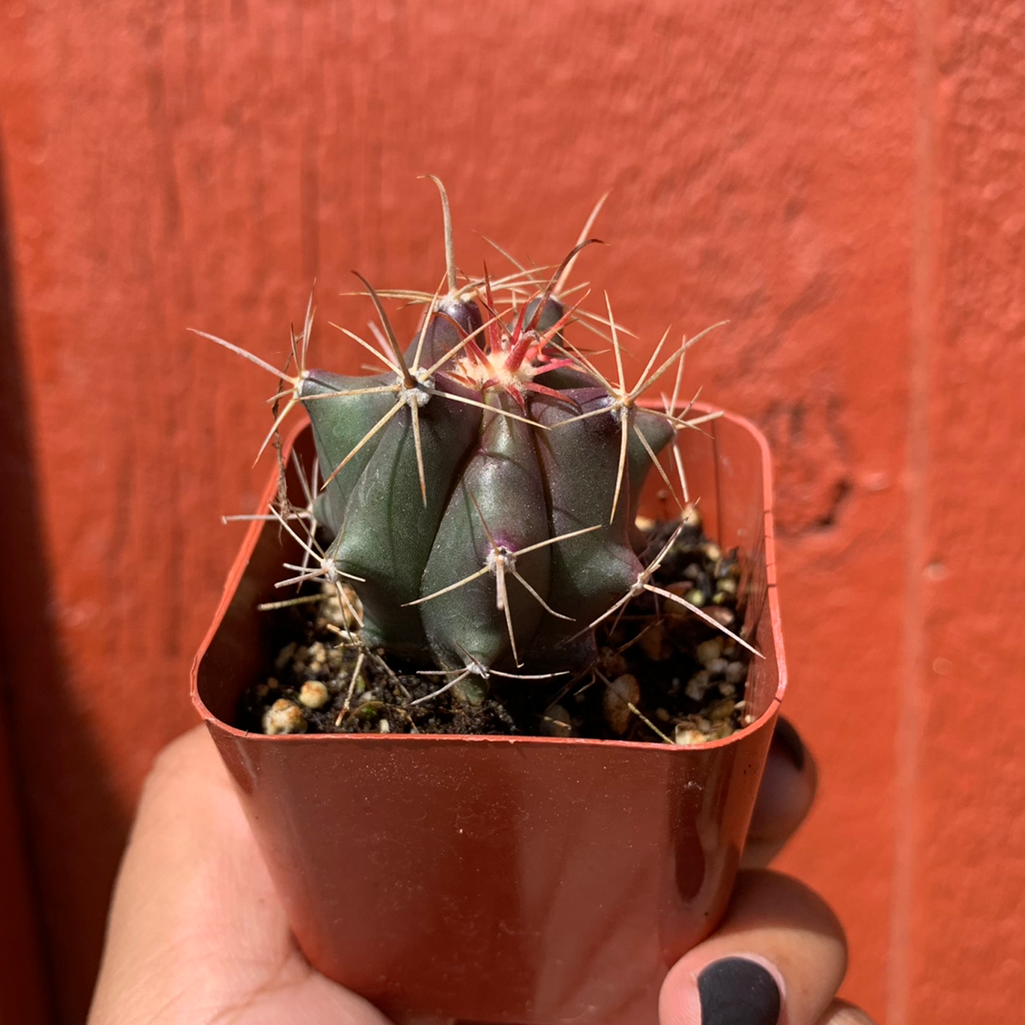 Emory's Barrel Cactus in a small pot, held by a hand, with visible soil.