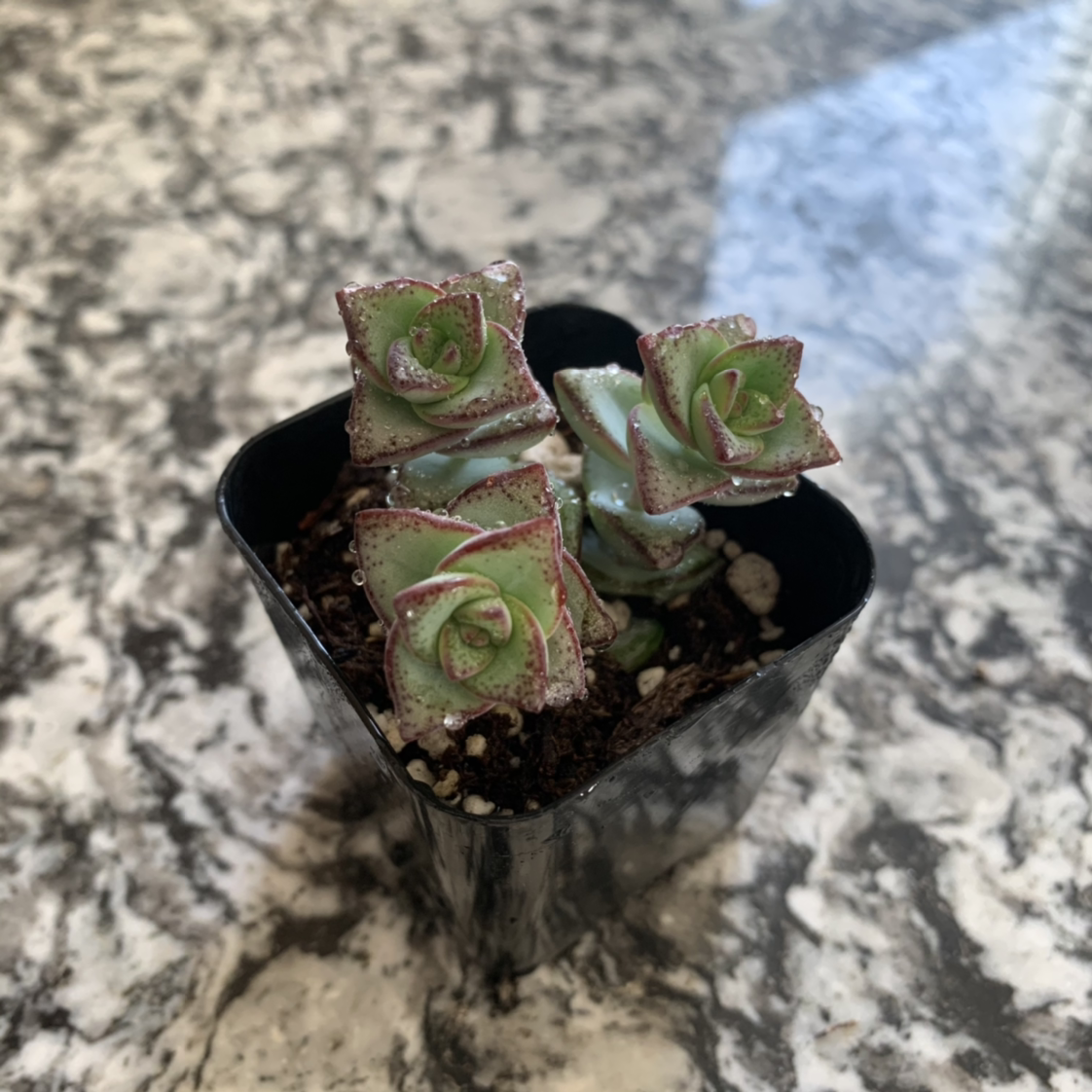 Jade Necklace succulent plant in a black pot with green leaves and red edges.