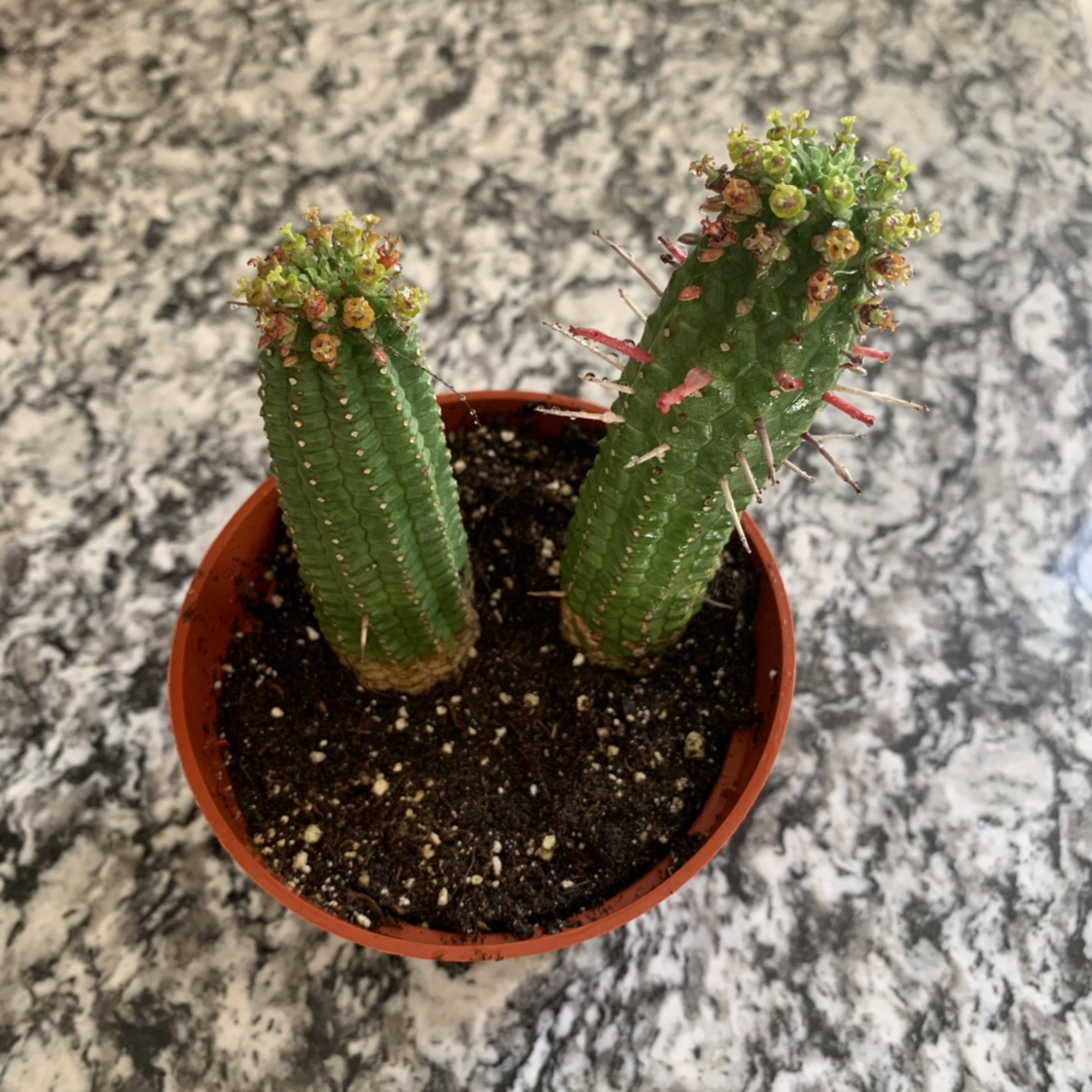 Corncob Cactus in a small pot with visible soil, appears healthy.