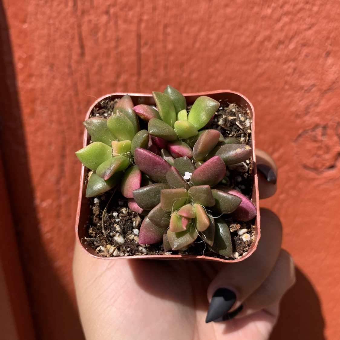 Anacampseros 'Sunrise' plant in a small pot held by a hand, with visible soil.