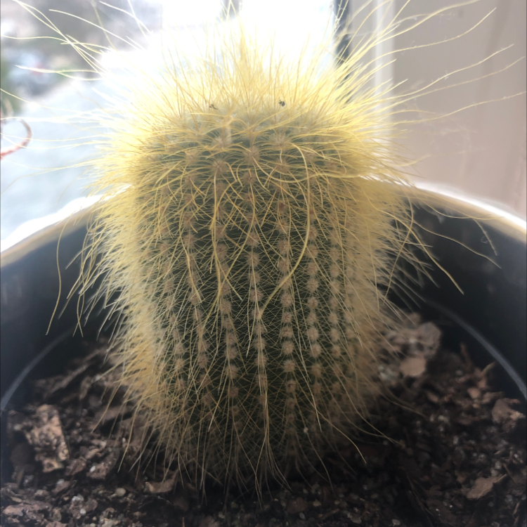 Cephalocereus polylophus cactus in a pot with visible soil, well-framed and in focus.