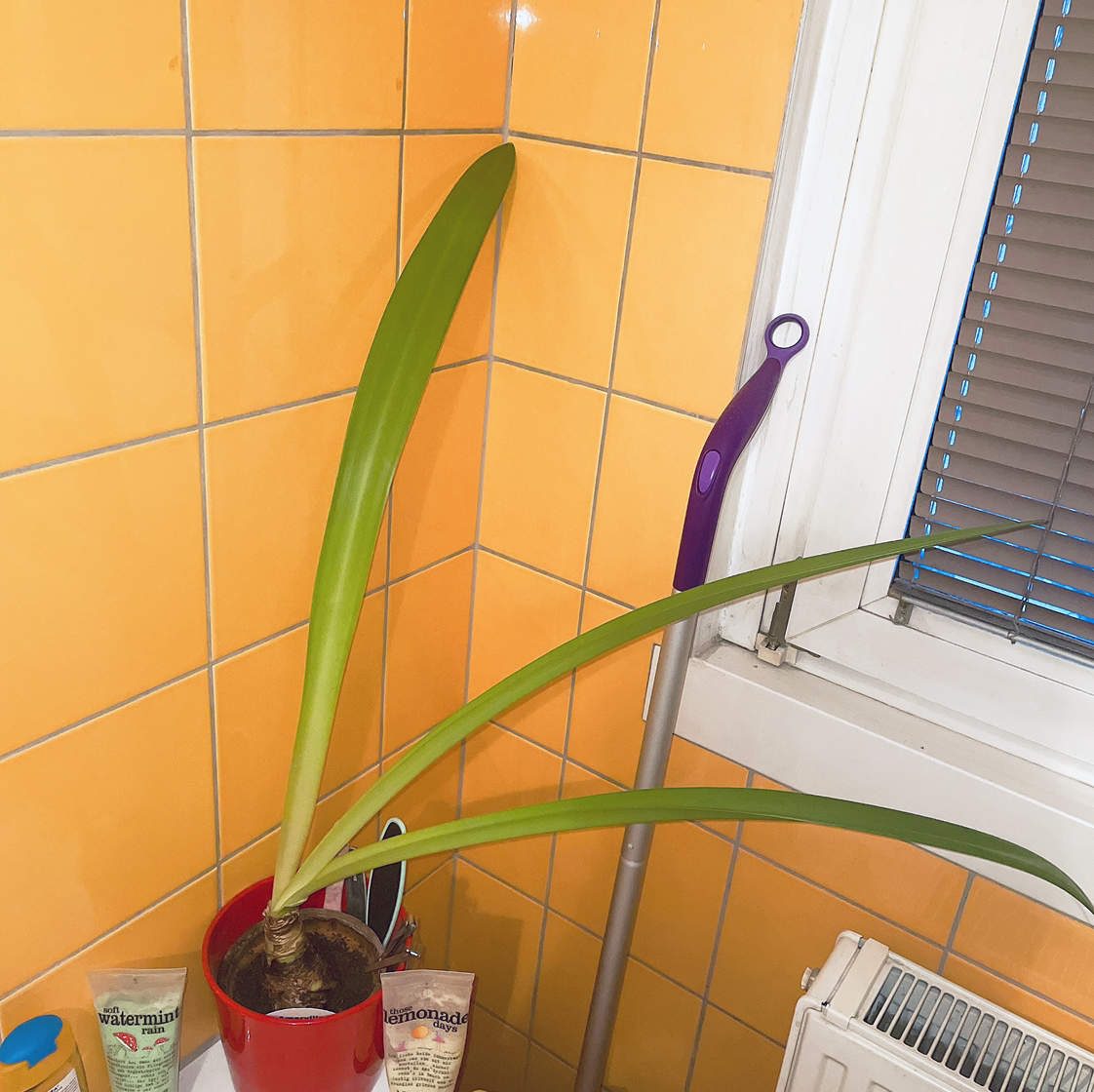 Striped-Tubed Amaryllis in a red pot with long green leaves against a yellow-tiled wall.