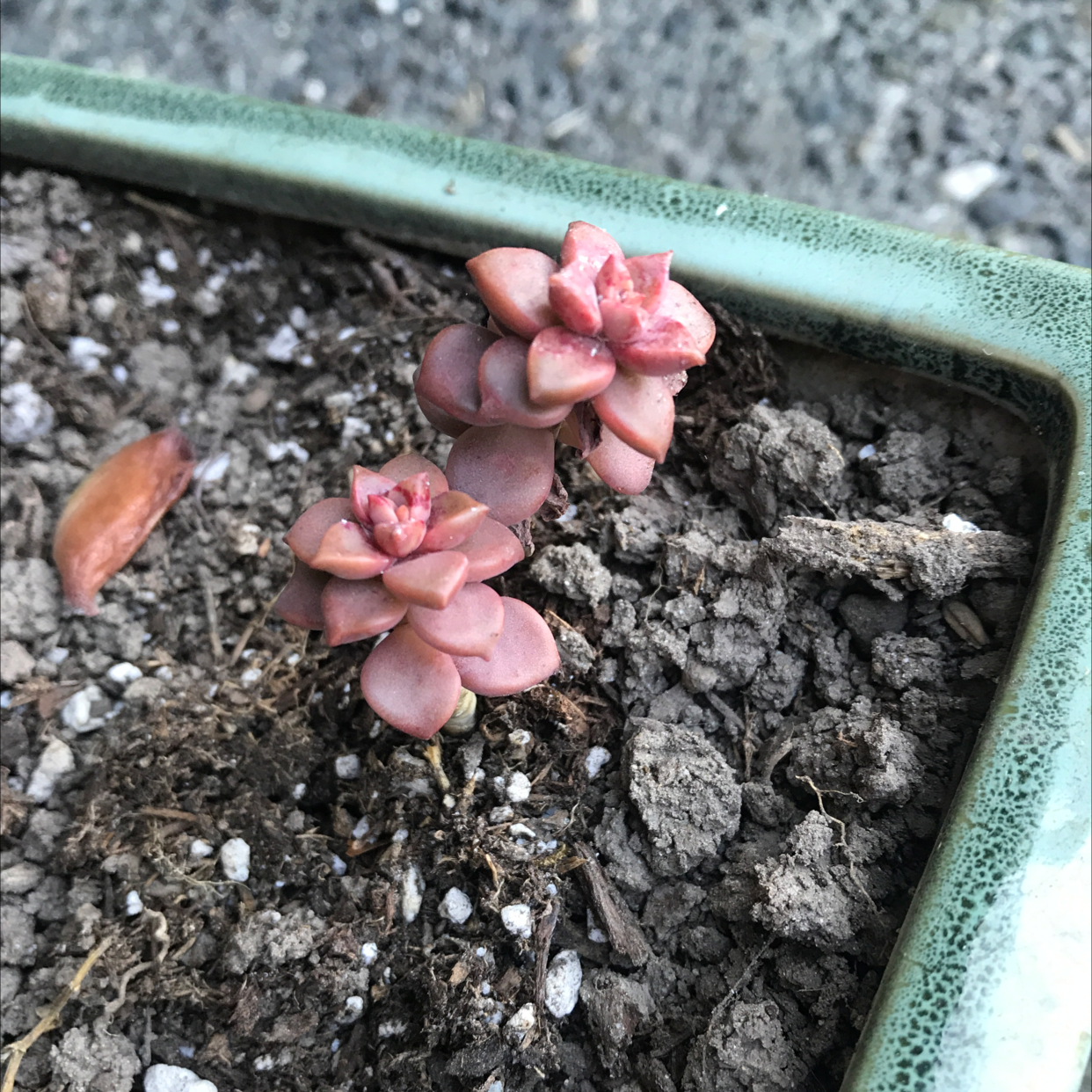 Small succulent plant with pinkish leaves in a pot with visible soil.