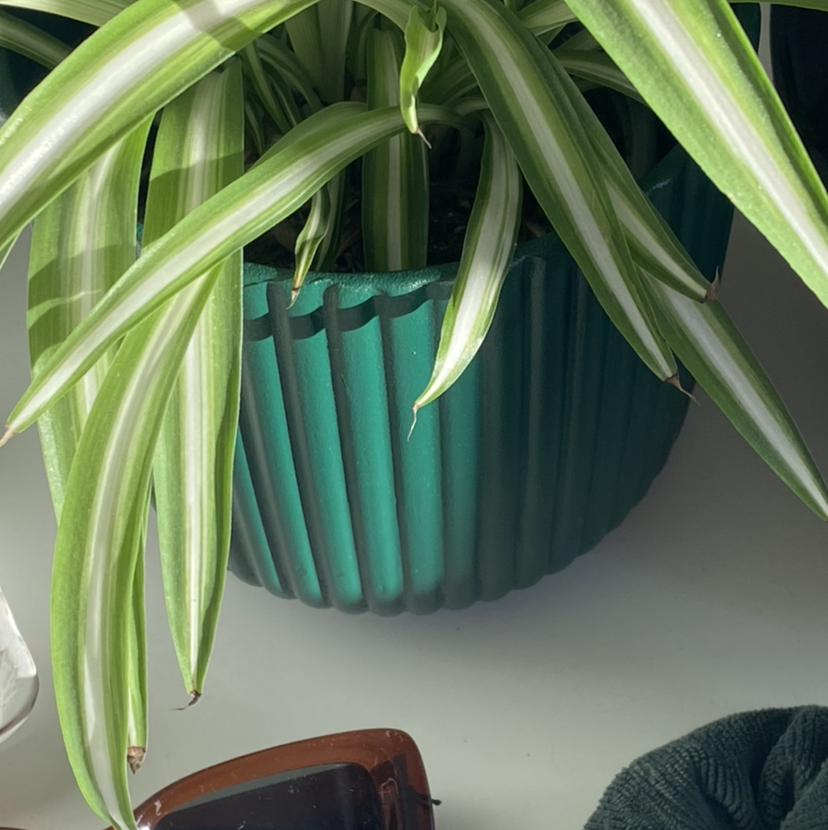 Spider Plant plant photo by @thehalfbloodprince named Sam on Greg, the plant care app.