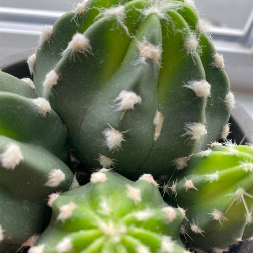 Missouri Foxtail Cactus plant photo by @thehalfbloodprince named Clarence on Greg, the plant care app.