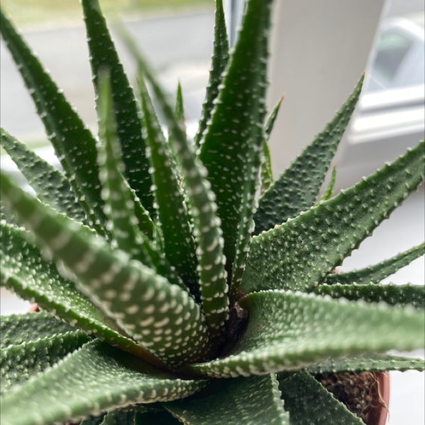Zebra Plant plant photo by @thehalfbloodprince named Oddish on Greg, the plant care app.