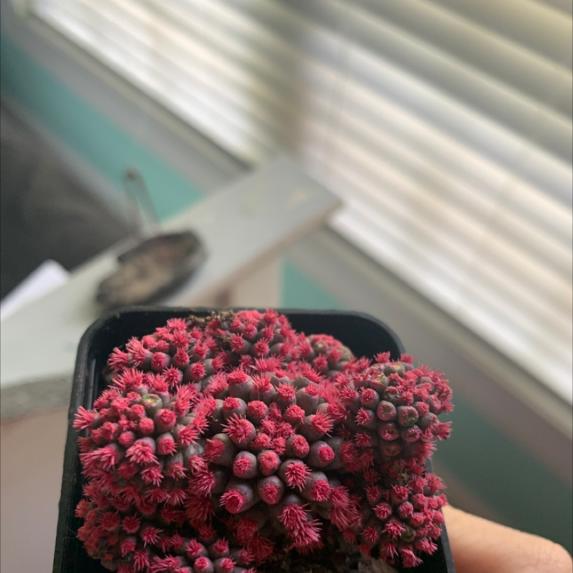 Mammillaria Haageana cactus with vibrant red spines in a small pot, held by a hand.