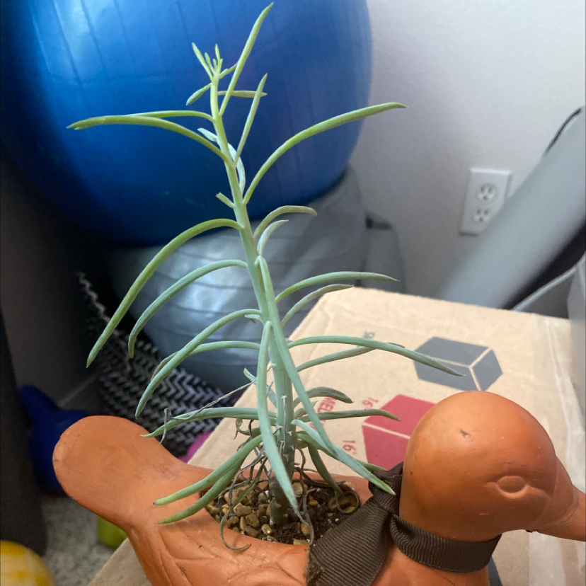 Narrow-Leaf Chalk Sticks plant in a bird-shaped pot, healthy with no discoloration.