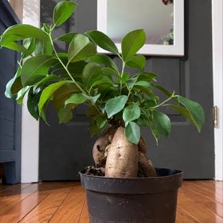 Ficus Ginseng plant in Litchfield, Connecticut
