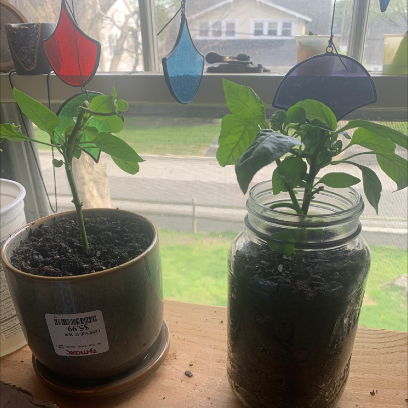 Two healthy pepper plants on a windowsill with visible soil in pots.