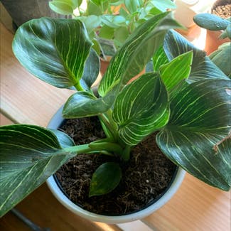 Variegated Philodendron plant in Litchfield, Connecticut