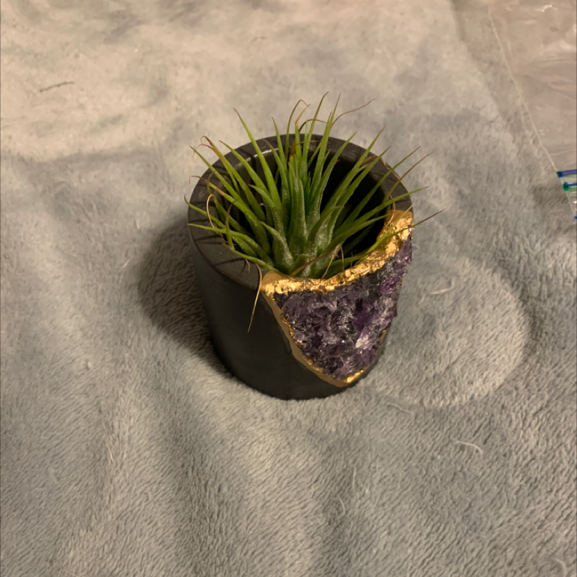 Healthy Blushing Bride air plant with pink inner leaves, sitting in a decorative container on a grey fabric background.