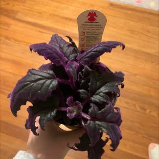Purple Velvet Plant plant in Litchfield, Connecticut