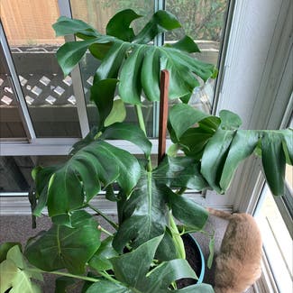 Monstera plant in Litchfield, Connecticut