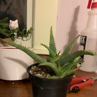 Aloe vera plant in Litchfield, Connecticut