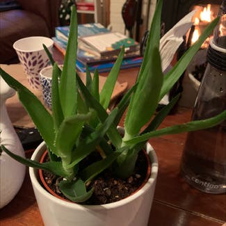 Aloe vera plant in Litchfield, Connecticut
