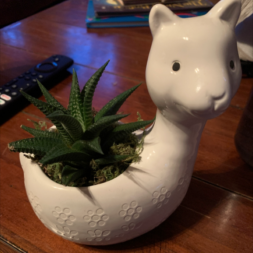 Healthy Fairy Washboard succulent in a white ceramic animal-shaped planter, well-framed on table with remote and books.