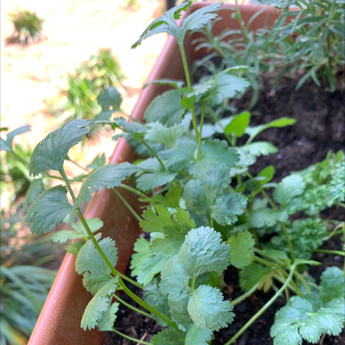 Healthy coriander plant in a pot with visible soil.