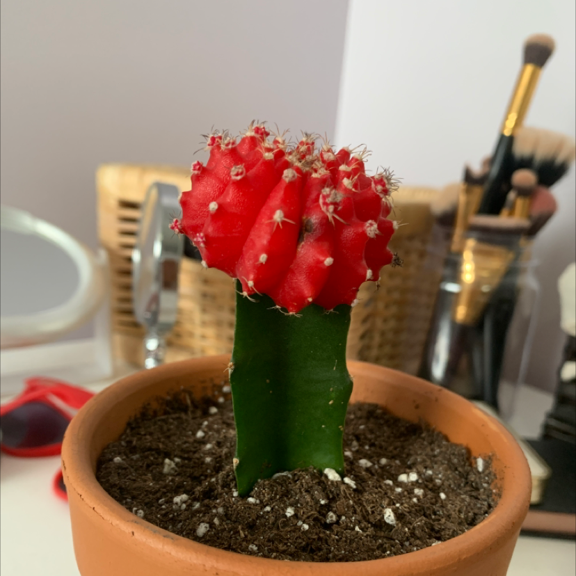 Moon Cactus plant photo by @its_em_03 named Toad on Greg, the plant care app.