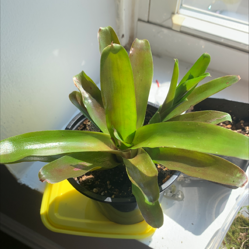 Photo of the plant species Neoregelia 'Fireball' by @Kelcasaurus named Prometheus on Greg, the plant care app