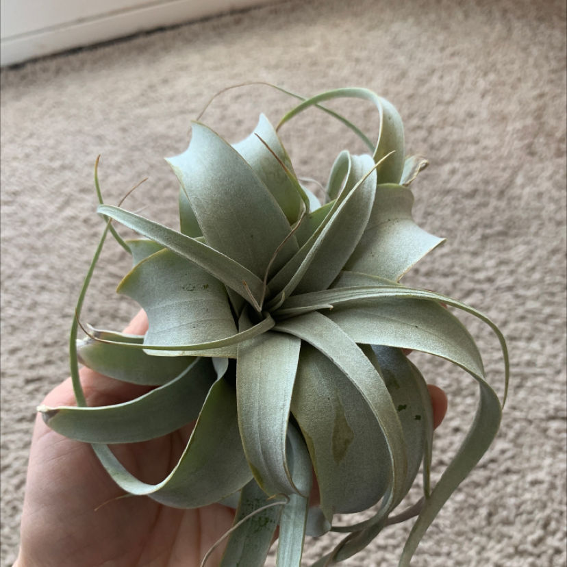 Tillandsia Xerographica plant held by a hand, appears healthy.