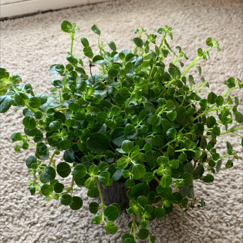 Photo of the plant species Pilea Baby Tears by @Kelcasaurus named Stheno on Greg, the plant care app