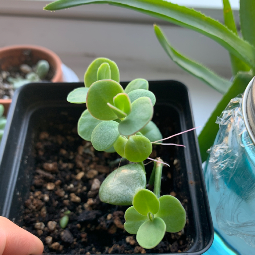 Marnier's Kalanchoe plant in a small pot with visible soil and healthy green leaves.