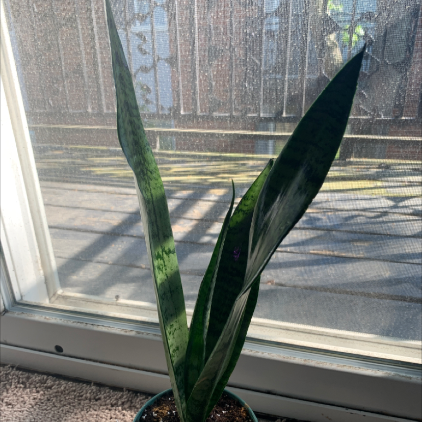 Snake Plant plant photo by @Kelcasaurus named Keres on Greg, the plant care app.