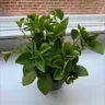 Plant care for lemon verbena on Greg, the plant care app