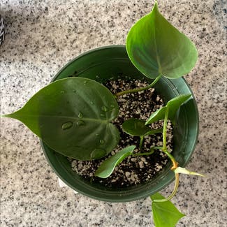 Heartleaf Philodendron plant in Fairview, North Carolina