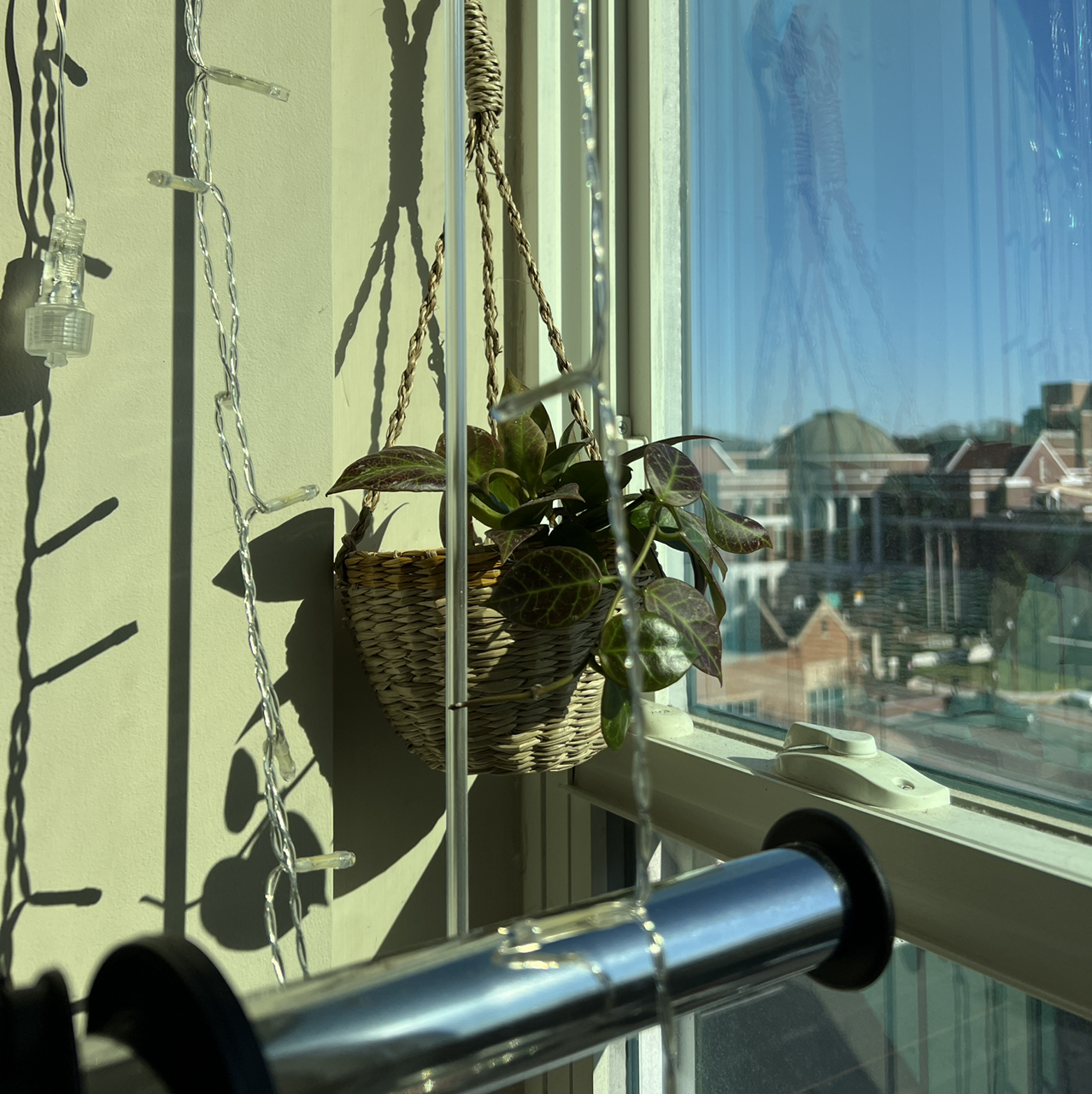 Hoya 'Sunrise' plant in a hanging basket near a window, well-lit with natural light.