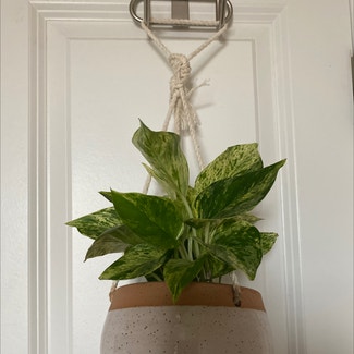 Marble Queen Pothos plant in Fairview, North Carolina