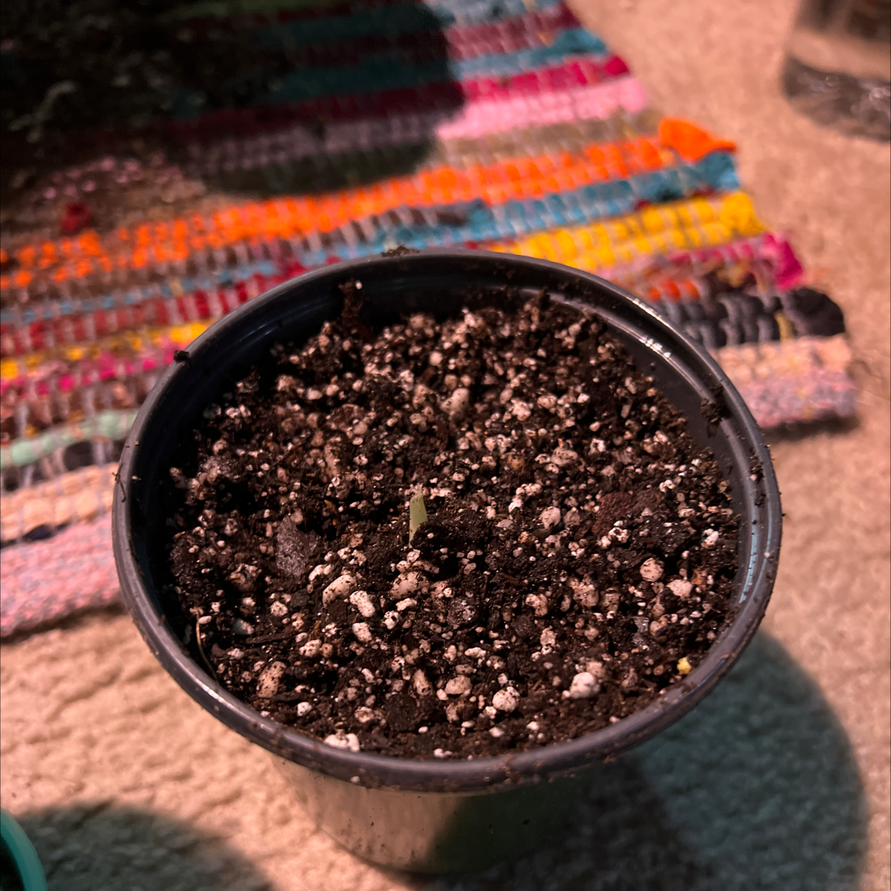 Small potted Alocasia 'Maharani' sprout in black pot with visible soil.