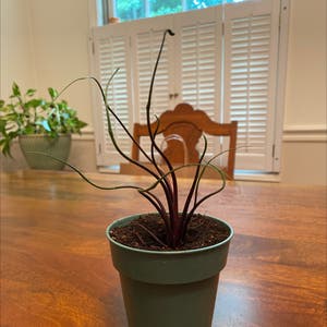 Flying Squid plant photo by @sarahellieb named Jaken on Greg, the plant care app.