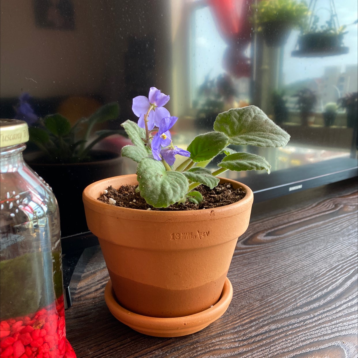 African Violet Is Not Toxic To Humans