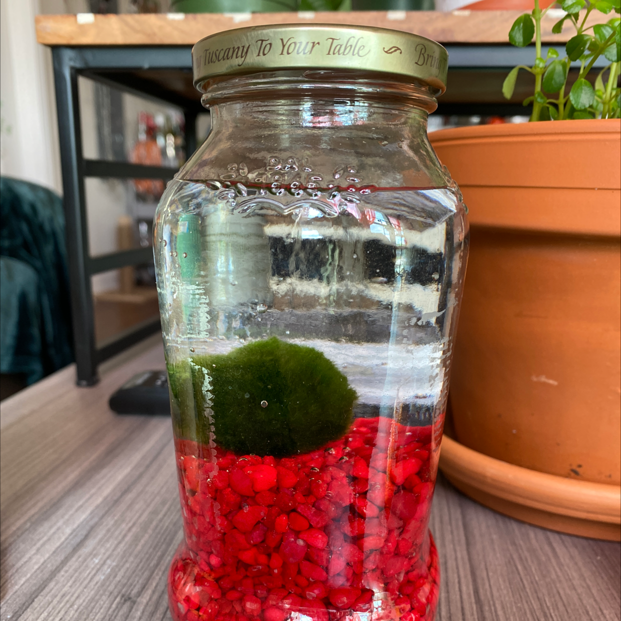 Marimo moss ball in a jar with red pebbles, another potted plant in the background.