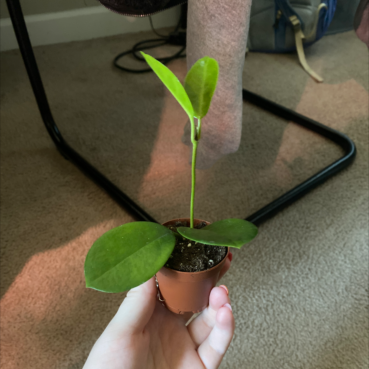 Photo of the plant species Waxvine by @sarahellieb named Alzack on Greg, the plant care app